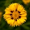 Coreopsis grandiflora Andiamo&trade; 'Yellow Red'