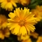 Coreopsis grandiflora Corey&trade; 'Compact Gold'