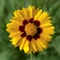 Coreopsis grandiflora Corey&trade; 'Yellow'