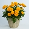 Coreopsis grandiflora Solanna&trade; 'Golden Sphere'