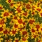 Coreopsis verticillata Sizzle & Spice&reg; 'Curry Up'