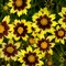 Coreopsis Big Bang&trade; 'Cosmic Eye'
