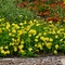 Coreopsis Big Bang&trade; 'Galaxy'