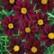 Coreopsis Big Bang&trade; 'Mercury Rising'