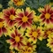 Coreopsis L'il Bang&trade; 'Enchanted Eve'