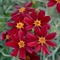 Coreopsis Permathread&trade; 'Red Satin'