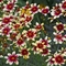 Coreopsis Satin & Lace&trade; 'Red Chiffon'