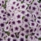 Phlox drummondii 21st Century 'Blue Star'