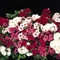 Phlox drummondii 21st Century 'Magenta Mix'