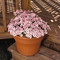 Phlox drummondii 21st Century 'Rose Star'