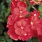 Phlox drummondii 21st Century 'Salmon'