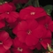 Phlox drummondii 21st Century 'Scarlet'