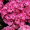 Phlox drummondii 'Grammy Pink/White'