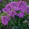Phlox paniculata Flame&trade; Purple
