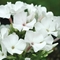 Phlox paniculata Flame&trade; 'White Flame&reg;'