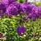 Phlox paniculata Top Shelf 'Purple Kiss'