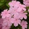 Phlox Gisele&trade; 'Light Pink'