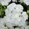 Phlox Gisele&trade; 'White'