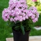 Phlox paniculata Bambini&reg; 'Candy Crush'