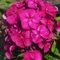 Phlox paniculata Bambini&reg; 'Desire'