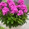 Phlox paniculata Bambini&reg; 'Primadonna'