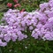 Phlox paniculata 'Amethyst Pearl'