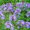 Phlox paniculata 'Blue Boy'