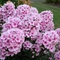 Phlox paniculata 'Bright Eyes'