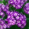Phlox paniculata 'Laura'