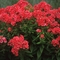 Phlox paniculata 'Orange Perfection'