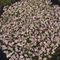 Coreopsis Bloomsation&reg; 'Chameleon'