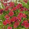 Coreopsis rosea Twinklebells 'Red'