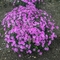 Phlox subulata 'Pink Minuet'