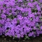 Phlox 'Purple Sprite'