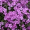 Phlox subulata Rocky Road 'Pink'