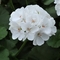 Pelargonium x hortorum Allure&trade; 'White'