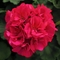 Pelargonium x hortorum Dynamo&trade; 'Violet'