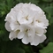 Pelargonium x hortorum Dynamo&trade; 'White'