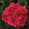 Pelargonium x hortorum Fantasia&reg; Cranberry Sizzle