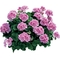 Pelargonium x hortorum Americana&reg; 'Light Pink Splash'