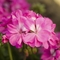 Pelargonium Moxie!&trade; 'Pink'