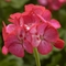Pelargonium x hortorum Americana&reg; 'Rose Ice'
