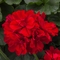 Pelargonium Moxie!&trade; 'Dark Red'