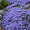 Phlox 'Violet Pinwheels'