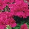 Pelargonium Timeless&trade; 'Rose'