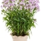 Phlox 'Opening Act Pink-a-Dot'