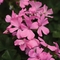 Pelargonium Marcada&trade; 'Pink'