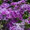Phlox drummondii Popstars&trade; 'Blue'