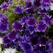 Phlox drummondii Popstars&trade; 'Deep Blue'