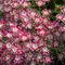 Phlox drummondii Popstars&trade; 'Rose with Eye'